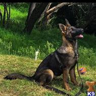 german shepherd puppy posted by Yosemite _Shepherds